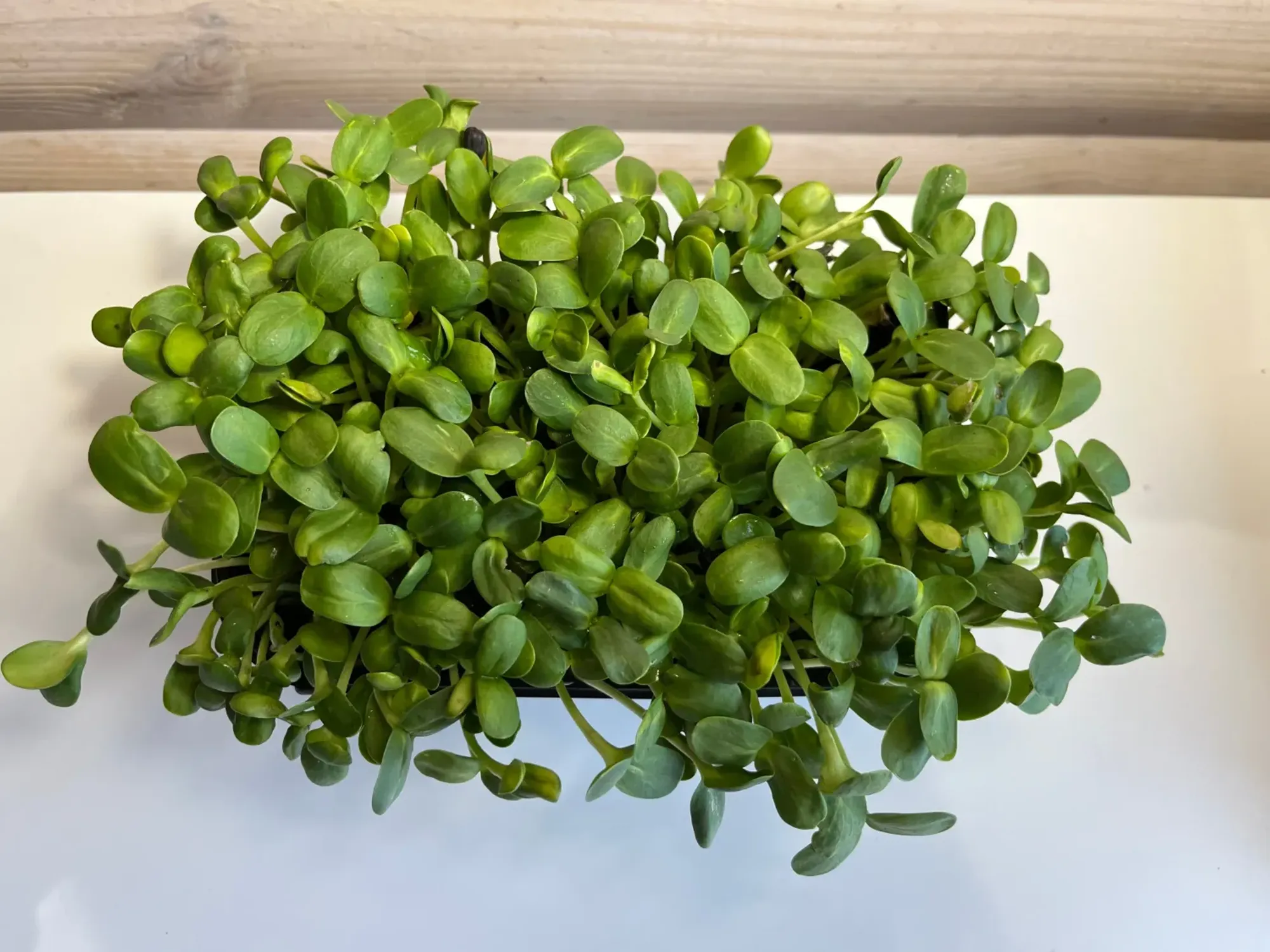 Микрозелень подсолнечника фото 2